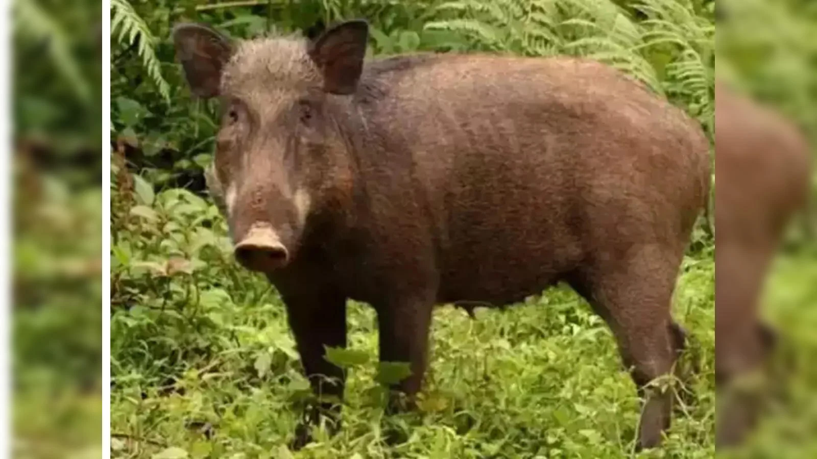 Thiruvambady, Controversy over pig hunting; The ruling party against the Panchayat President.