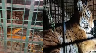 Wayanad പുൽപ്പള്ളിയിലെ കടുവ കൂട്ടിലായി 7 tiger-trapped-in-wayanad-pullpalli