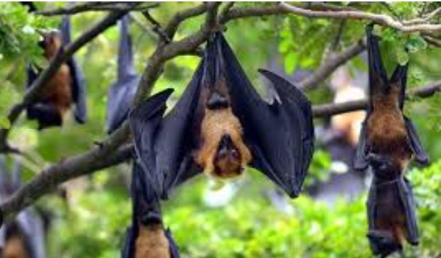 നിപ ബാധക്ക് സാധ്യതയുള്ള സീസണായതിനാൽ ജില്ലയിൽ പൊതുജനങ്ങൾ ജാഗ്രത പുലർത്തണമെന്ന് ജില്ല Medical Officer 5 public-advised-to-stay-vigilant-as-nipah-risk-season-approaches-district-medical-officer