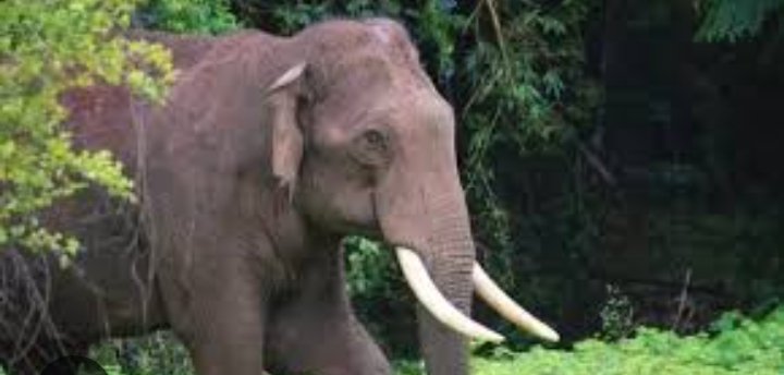 wayanad-shocked-another-wild-elephant-attack-one-person-killed