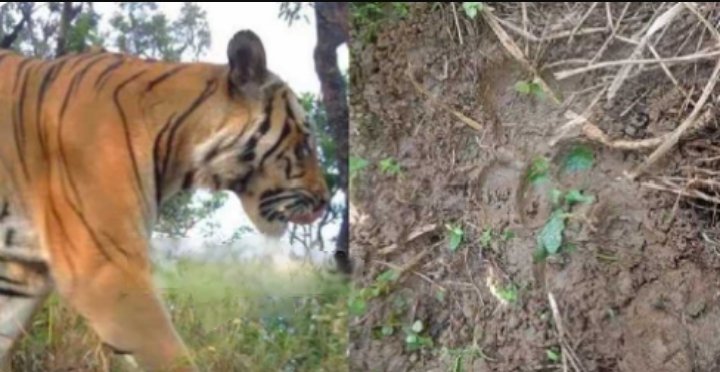 Wayanad പഞ്ചാരക്കൊല്ലിയിൽ വീണ്ടും കടുവയുടെ സാന്നിധ്യം സ്ഥിരീകരിച്ചു 11 tiger-presence-confirmed-again-in-pancharakolli-wayanad