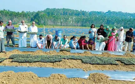 watermelon-cultivation-on-ten-acres-in-chendamangalam-mukkam