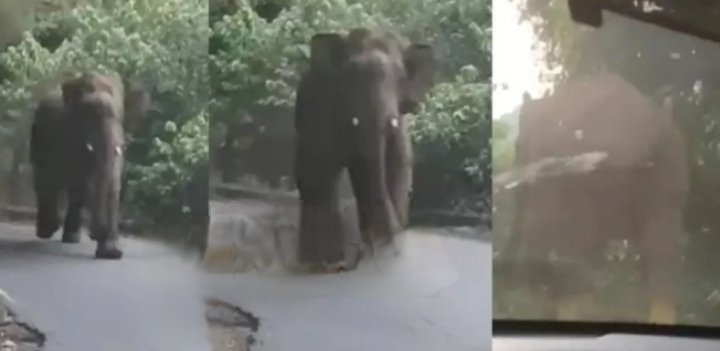 wild elephant attacks car on kuttiady pakramthalam churam road passengers escape miraculously