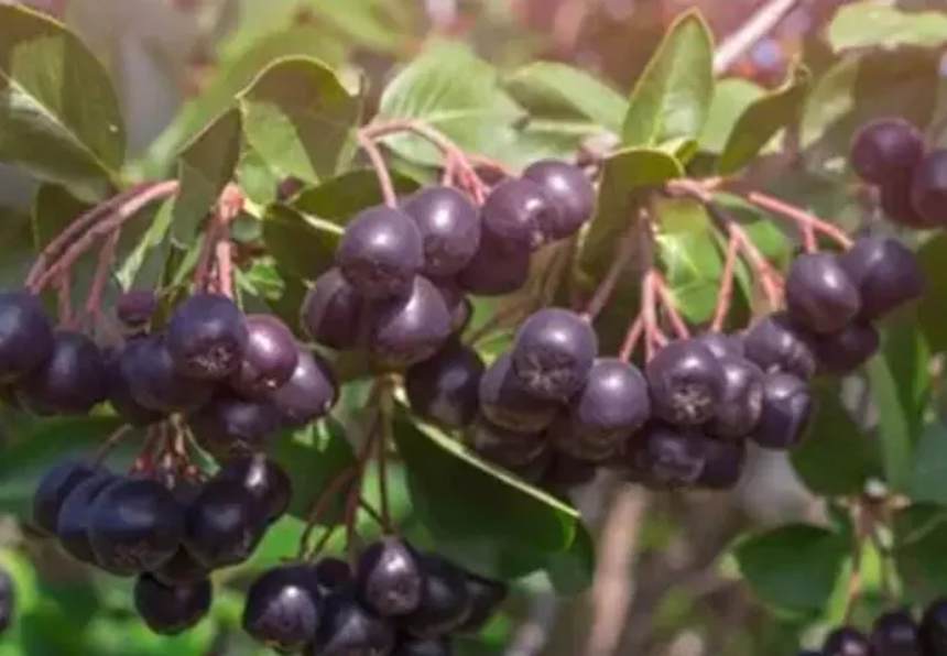 kozhikode seven bikes skidded and fell on the road after slipping on fallen jamun fruits eventually the fire force had to be called