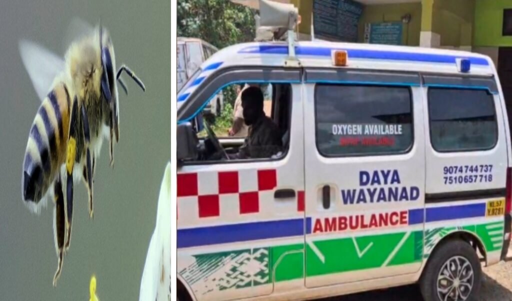 one-dead-in-wayanad-after-bee-attack