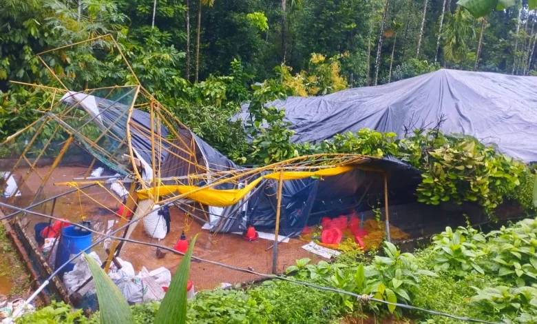 Kodanchery ശക്തമായ കാറ്റ്; മരം വീണ് കോഴി ഫാം തകർന്നു 12 kodanchery strong winds caused a tree to fall destroying a poultry farm