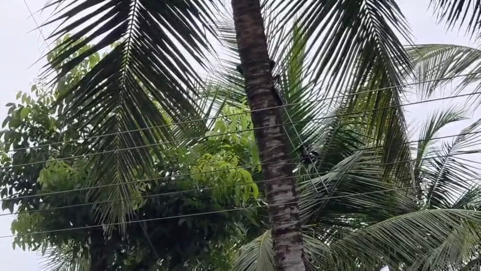 thamarassery-a-migrant-worker-who-was-climbing-a-coconut-tree-in-thamarassery-fell-onto-the-road-after-getting-an-electric-shock