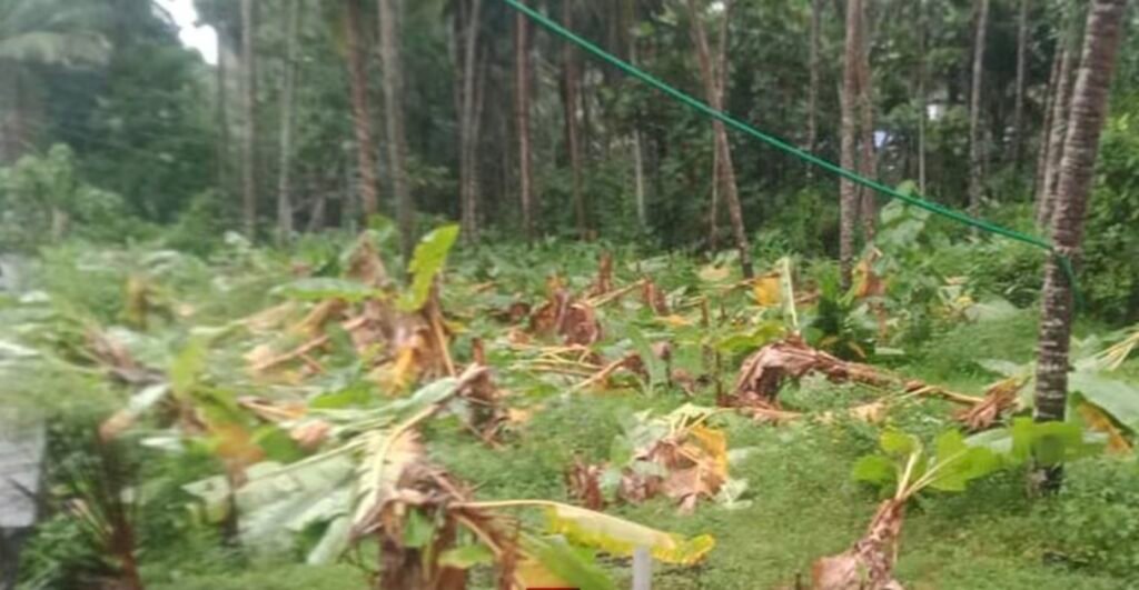 Vadakara ഒഞ്ചിയത്ത് സാമൂഹ്യ വിരുദ്ധർ 250 ലേറെ വാഴകൾ വെട്ടിനശിപ്പിച്ച നിലയിൽ 7 vadakara anti social elements destroy over 250 banana plants in onchiyam