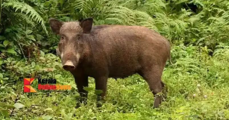 wild boar attack in ulliyeri two injured