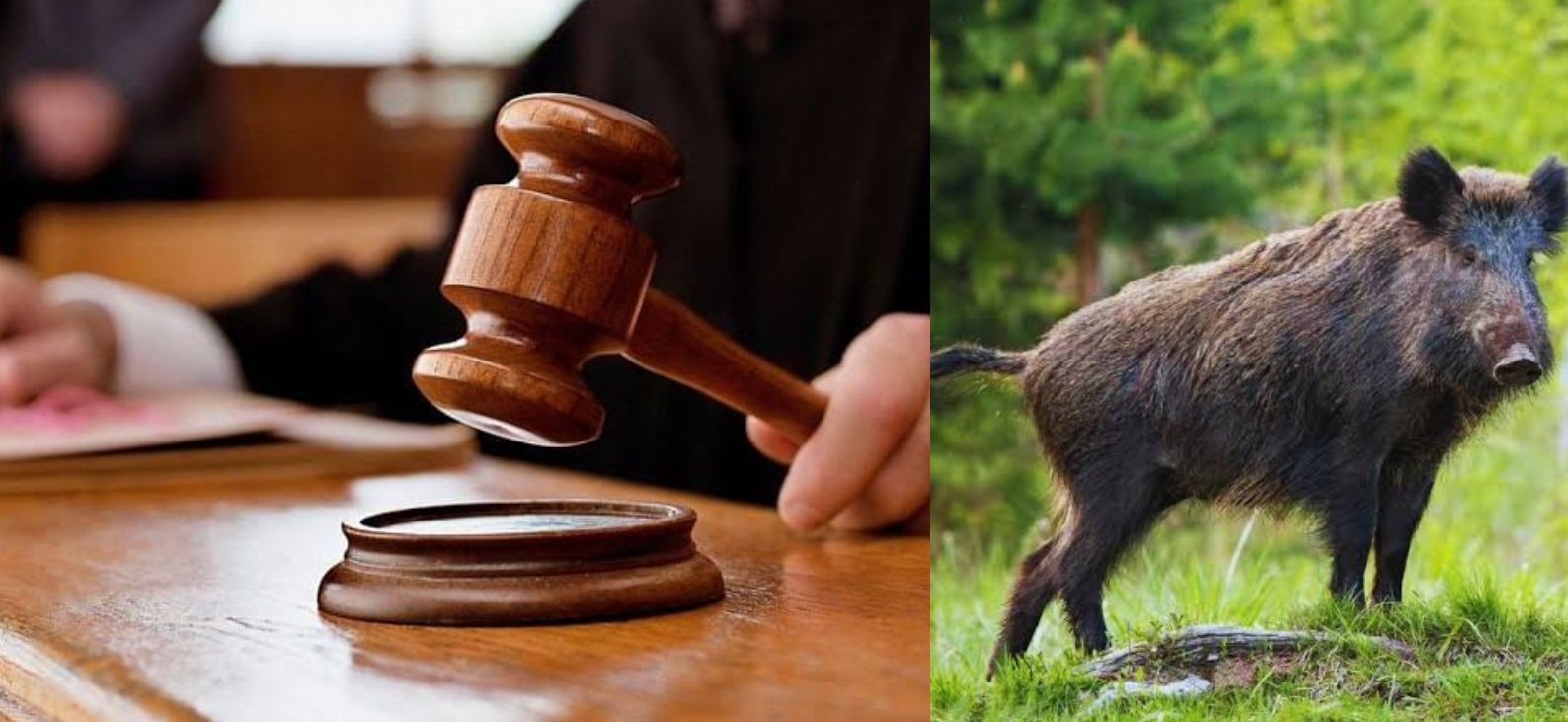 accused-acquitted-in-case-of-capturing-wild-boar-using-electric-shock