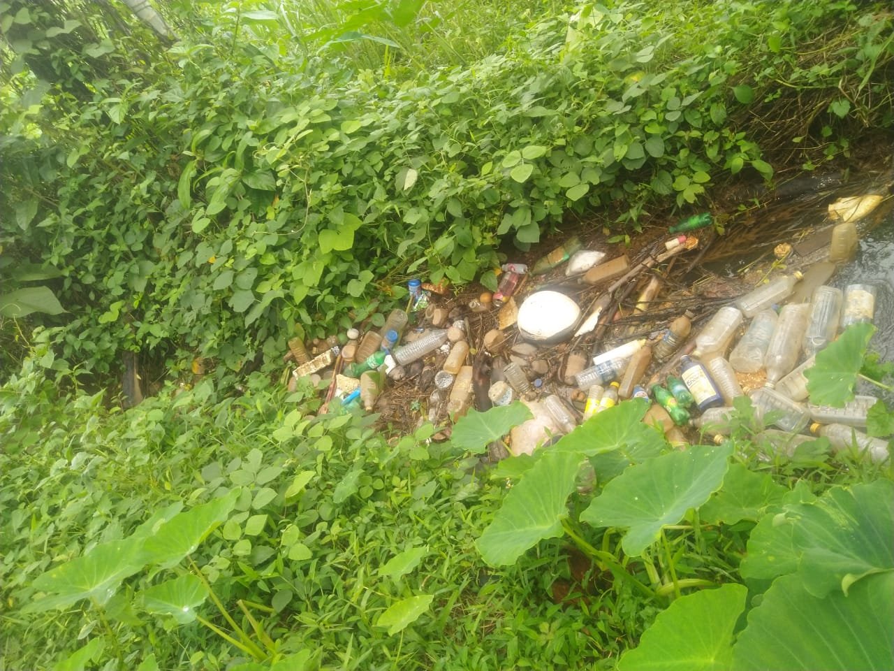 kakkad-waste-accumulating-in-mannunji-estate-cpim-blames-ward-members-negligence