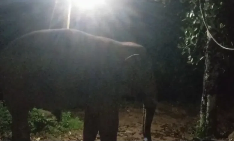 Koodaranji കാട്ടാനയെ തുരത്താൻ അടിയന്തര നടപടി വേണം; കോൺഗ്രസ് 2 koodaranji urgent action needed to drive away wild elephants says congress