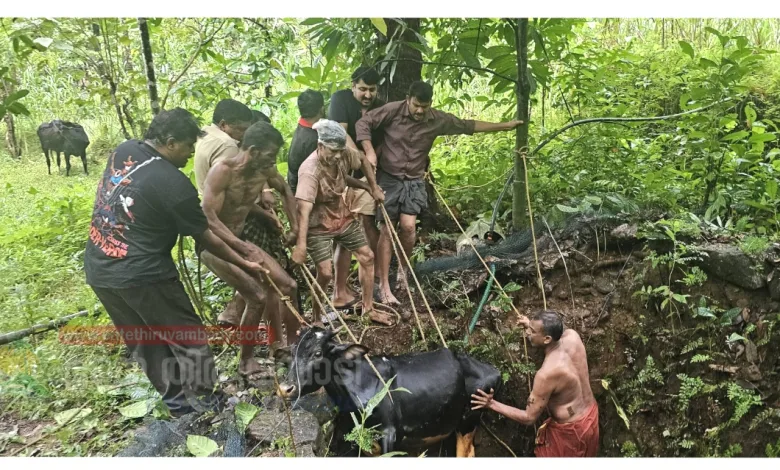 nellipoyil-a-calf-that-fell-into-a-well-at-narangathottam-was-rescued