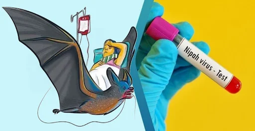 nipah returns to the state disease confirmed in palakkad native young woman in critical condition