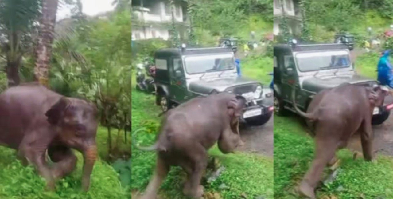 wild-elephant-rushes-toward-locals-in-chooranhi-kozhikode