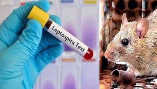 എലിപ്പനി: ലക്ഷണങ്ങള് കണ്ടാല് ഉടന് ചികിത്സ തേടണം 4 leptospirosis seek immediate treatment if symptoms appear