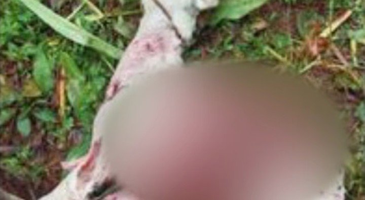 നടുവണ്ണൂരില് തെരുവ് നായ ശല്യം രൂക്ഷം; വളര്ത്തുമൃഗങ്ങളെ കടിച്ചുകൊന്നു. 9 naduvannur stray dog menace intensifies pet animals bitten and killed