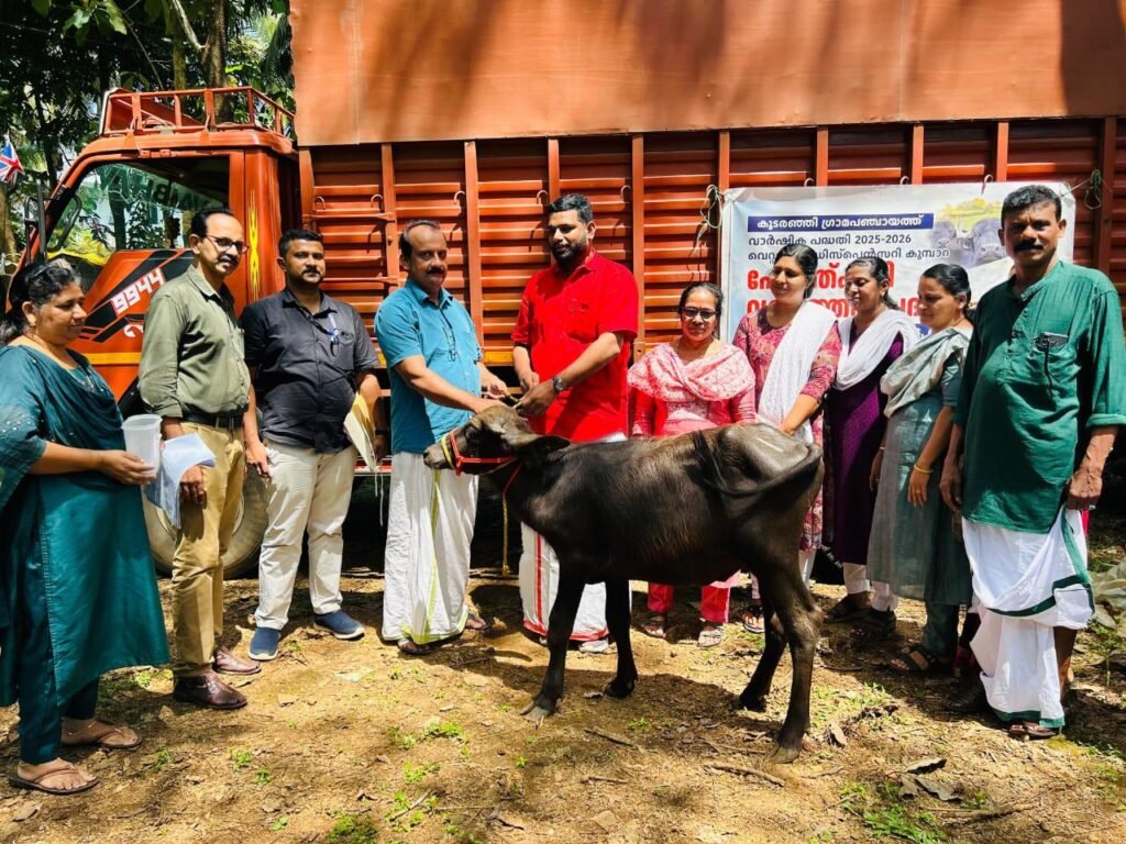 Koodaranji പോത്തുകുട്ടി വളർത്തൽ വിതരണം ഉദ്ഘാടനം നിർവഹിച്ചു 2 koodaranji the distribution of goat rearing units was inaugurated